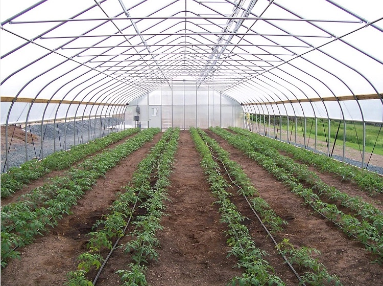 Serra a tunnel agricolo ventilato resistente ai raggi UV